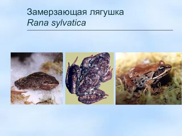 Замерзающая лягушка Rana sylvatica