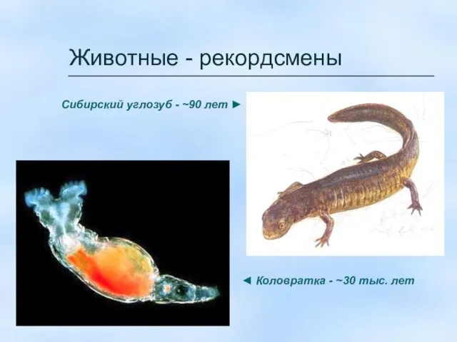 Животные - рекордсмены Сибирский углозуб - ~90 лет ► ◄ Коловратка - ~30 тыс. лет