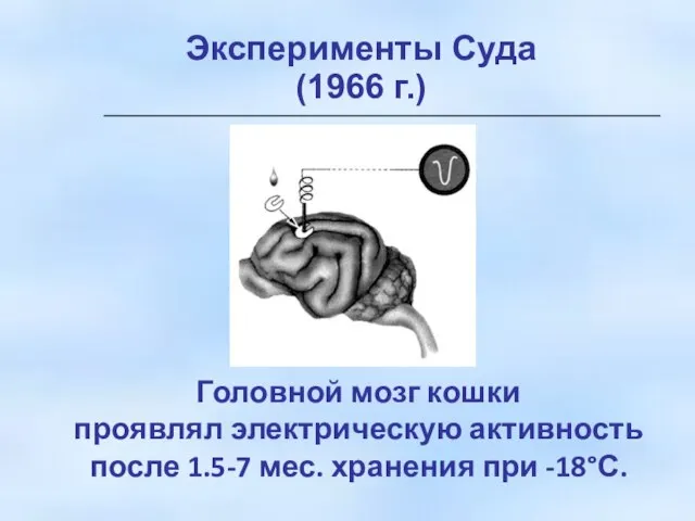 Эксперименты Суда (1966 г.) Головной мозг кошки проявлял электрическую активность после 1.5-7 мес. хранения при -18°С.