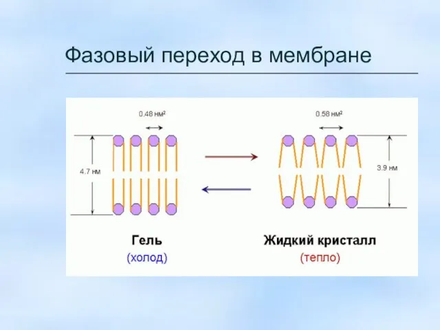 Фазовый переход в мембране