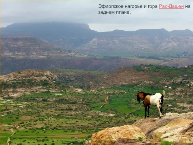 Эфиопское нагорье и гора Рас-Дашен на заднем плане.