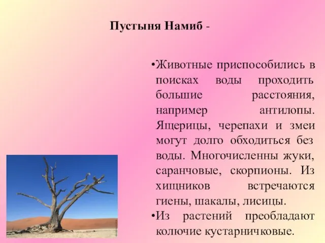 Пустыня Намиб - Животные приспособились в поисках воды проходить большие расстояния,