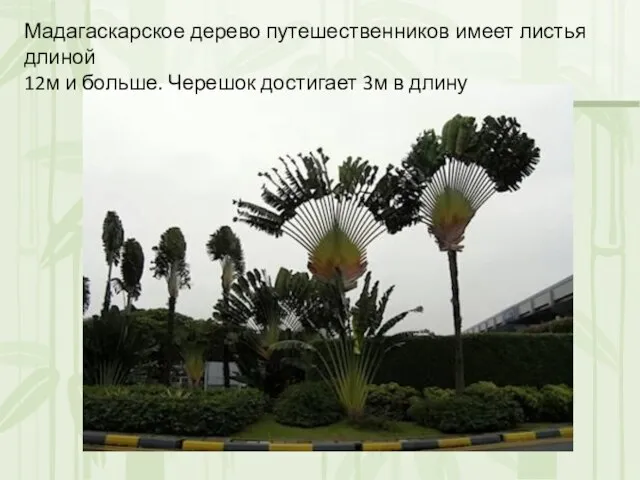 Мадагаскарское дерево путешественников имеет листья длиной 12м и больше. Черешок достигает 3м в длину