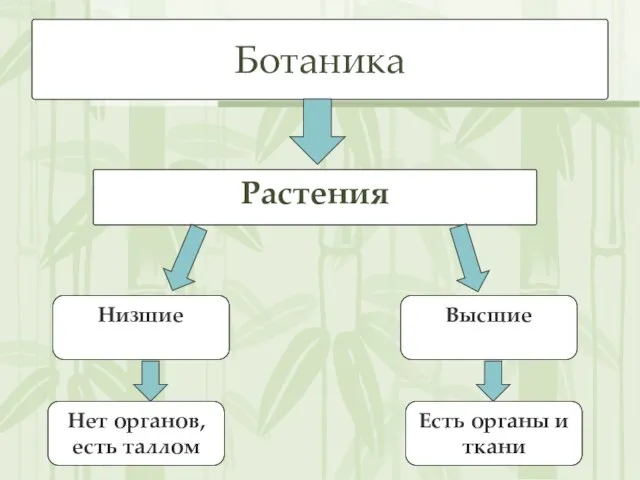 Ботаника Растения Низшие Высшие Нет органов, есть таллом Есть органы и ткани