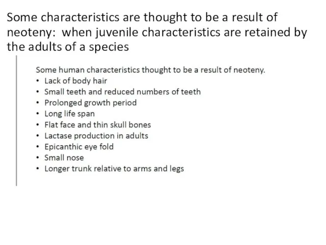 Some characteristics are thought to be a result of neoteny: when