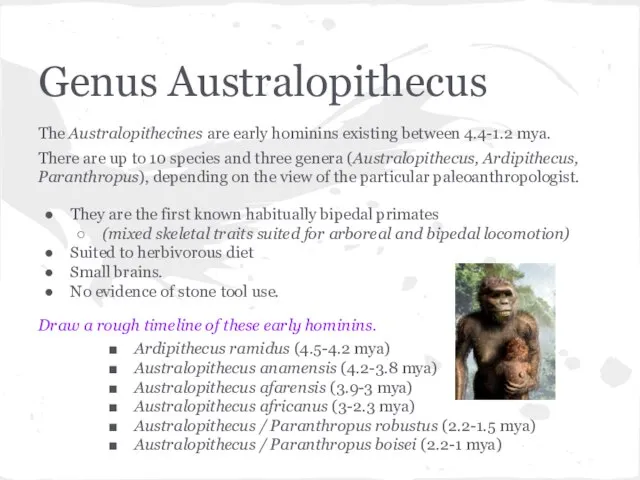 Genus Australopithecus The Australopithecines are early hominins existing between 4.4-1.2 mya.