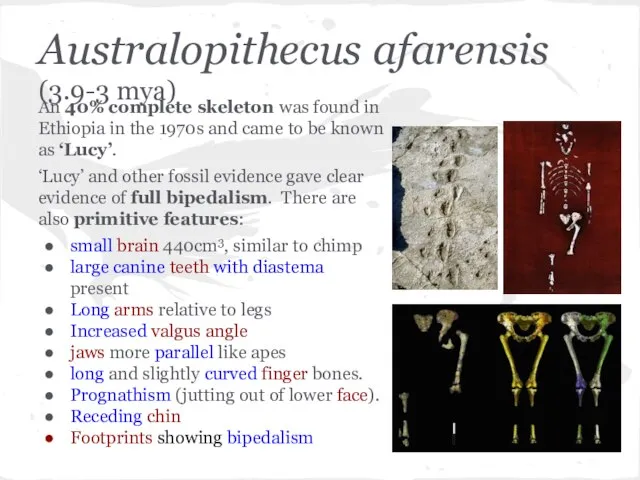 Australopithecus afarensis (3.9-3 mya) An 40% complete skeleton was found in