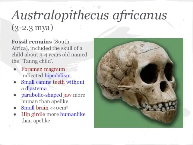 Australopithecus africanus (3-2.3 mya) Fossil remains (South Africa), included the skull