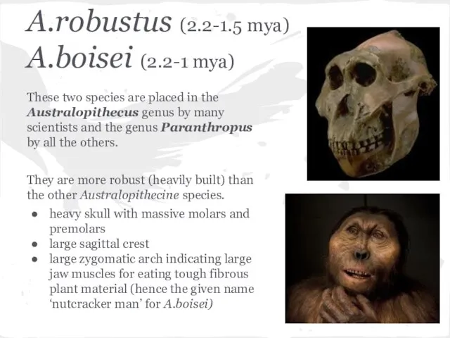 A.robustus (2.2-1.5 mya) A.boisei (2.2-1 mya) These two species are placed