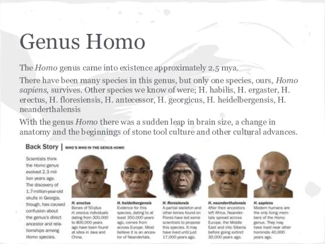 Genus Homo The Homo genus came into existence approximately 2.5 mya.