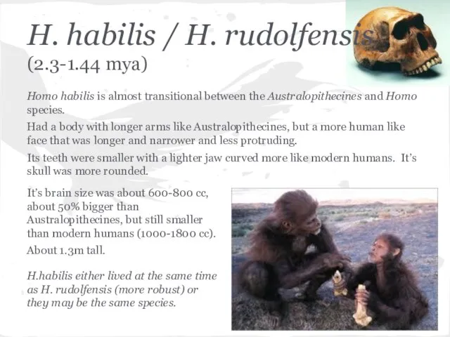 H. habilis / H. rudolfensis (2.3-1.44 mya) Homo habilis is almost