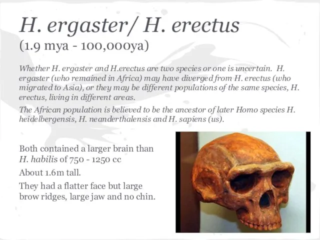 H. ergaster/ H. erectus (1.9 mya - 100,000ya) Whether H. ergaster