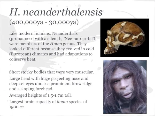 H. neanderthalensis (400,000ya - 30,000ya) Like modern humans, Neanderthals (pronounced with