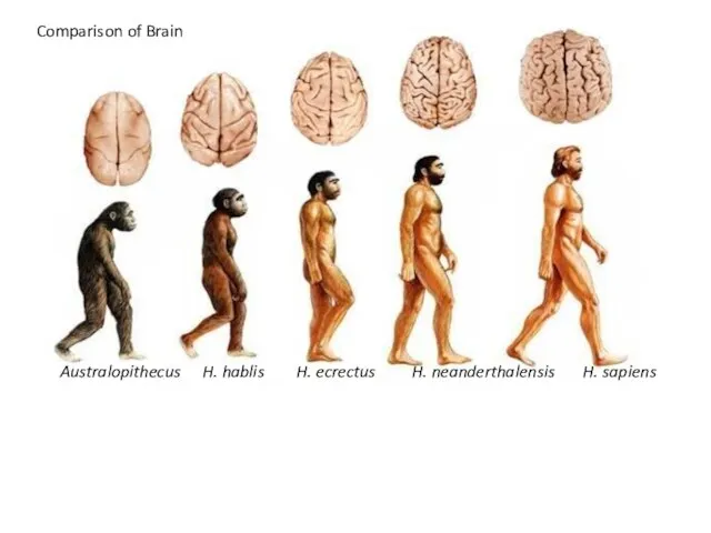 Australopithecus H. hablis H. ecrectus H. neanderthalensis H. sapiens Comparison of Brain