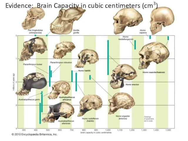 Evidence: Brain Capacity in cubic centimeters (cm3)