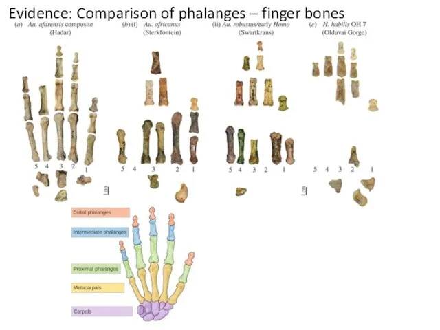 Evidence: Comparison of phalanges – finger bones