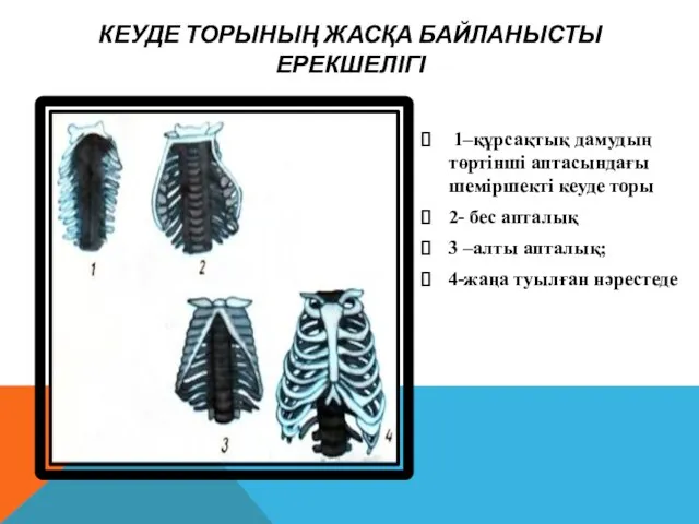 КЕУДЕ ТОРЫНЫҢ ЖАСҚА БАЙЛАНЫСТЫ ЕРЕКШЕЛІГІ 1–құрсақтық дамудың төртінші аптасындағы шеміршекті кеуде