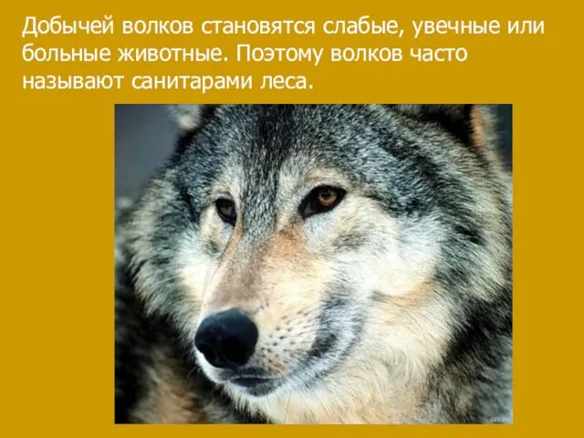 Добычей волков становятся слабые, увечные или больные животные. Поэтому волков часто называют санитарами леса.