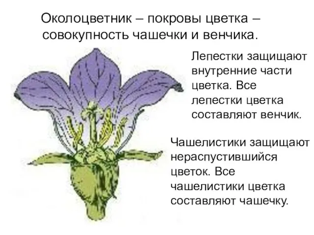 Околоцветник – покровы цветка – совокупность чашечки и венчика. Лепестки защищают