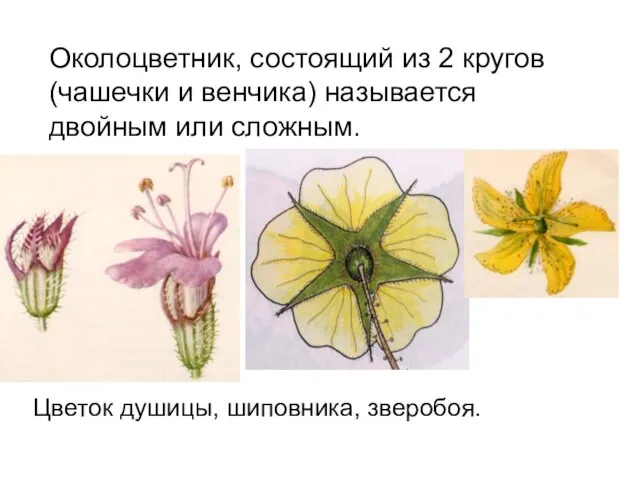 Околоцветник, состоящий из 2 кругов (чашечки и венчика) называется двойным или сложным. Цветок душицы, шиповника, зверобоя.