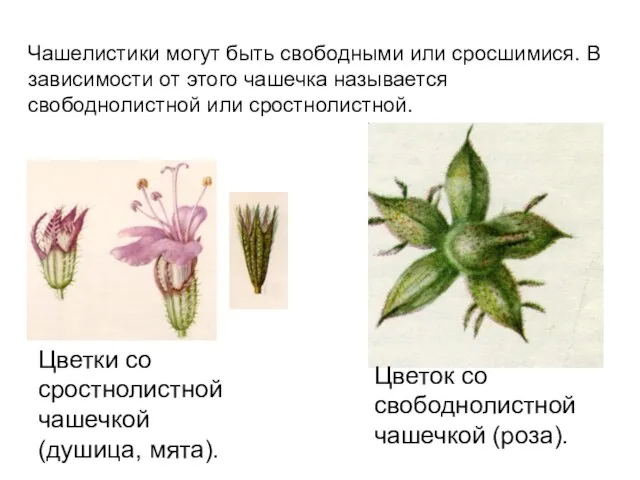 Чашелистики могут быть свободными или сросшимися. В зависимости от этого чашечка