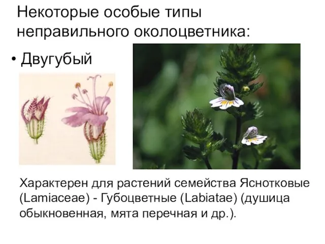 Некоторые особые типы неправильного околоцветника: Двугубый Характерен для растений семейства Яснотковые