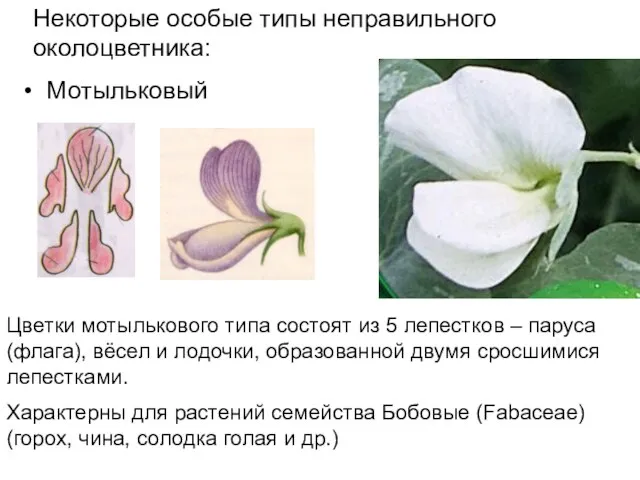 Некоторые особые типы неправильного околоцветника: Мотыльковый Цветки мотылькового типа состоят из