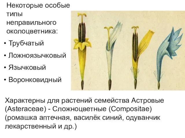 Некоторые особые типы неправильного околоцветника: Трубчатый Ложноязычковый Язычковый Воронковидный Характерны для