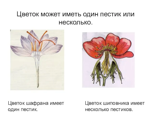 Цветок может иметь один пестик или несколько. Цветок шафрана имеет один