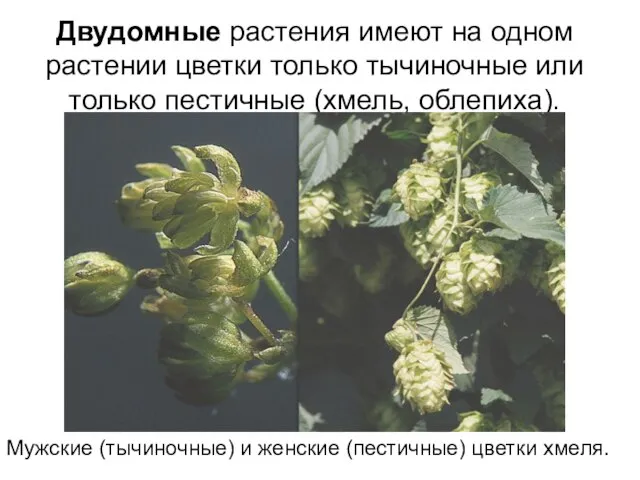 Двудомные растения имеют на одном растении цветки только тычиночные или только