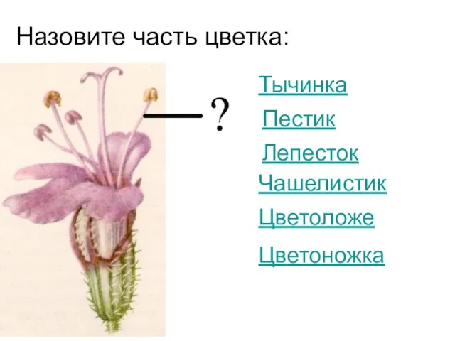 Назовите часть цветка: Тычинка Пестик Лепесток Чашелистик Цветоложе Цветоножка