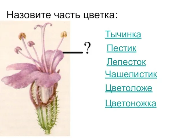 Назовите часть цветка: Тычинка Пестик Лепесток Чашелистик Цветоложе Цветоножка