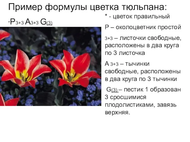 Пример формулы цветка тюльпана: *P3+3 A3+3 G(3) * - цветок правильный