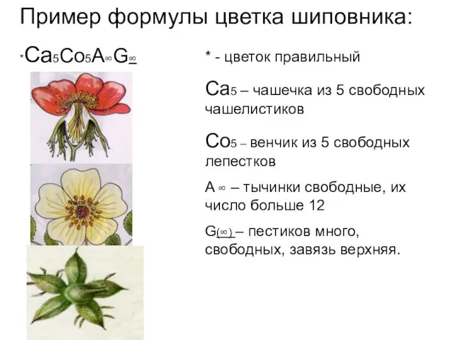 Пример формулы цветка шиповника: *Са5Со5A∞G∞ * - цветок правильный Са5 –
