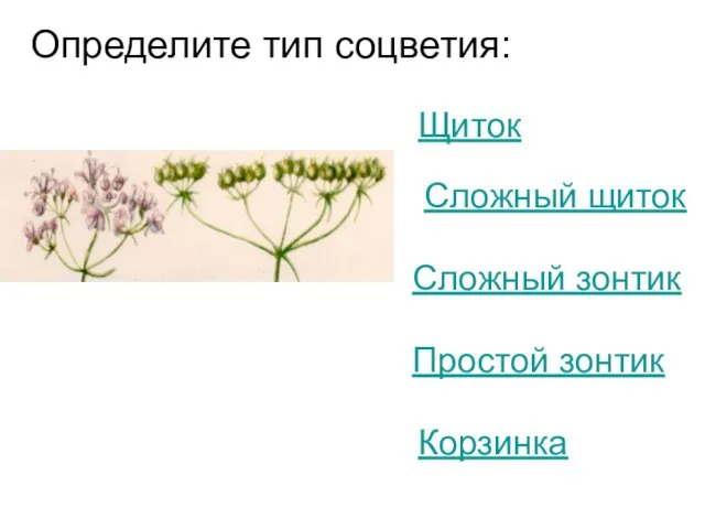 Определите тип соцветия: Щиток Сложный щиток Сложный зонтик Простой зонтик Корзинка