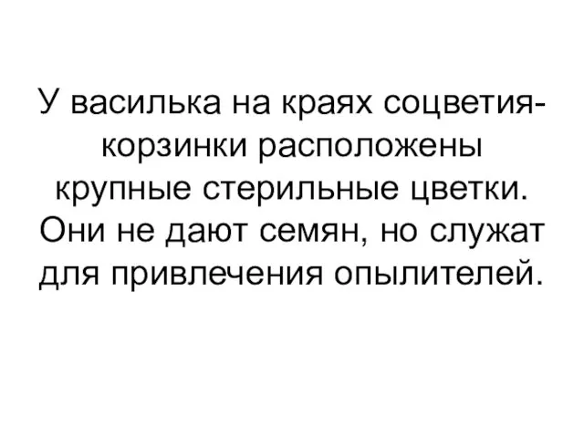 У василька на краях соцветия-корзинки расположены крупные стерильные цветки. Они не