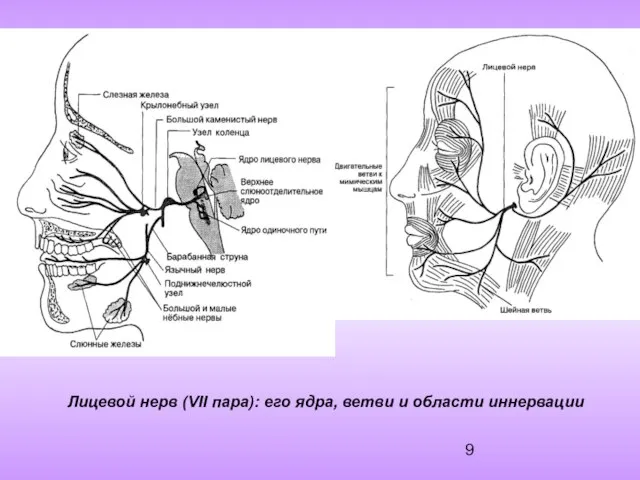 Лицевой нерв (VII пара): его ядра, ветви и области иннервации