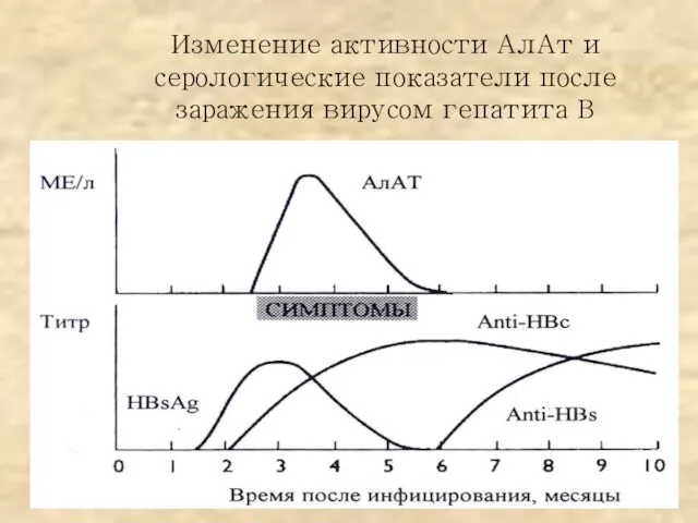 Изменение активности АлАт и серологические показатели после заражения вирусом гепатита В