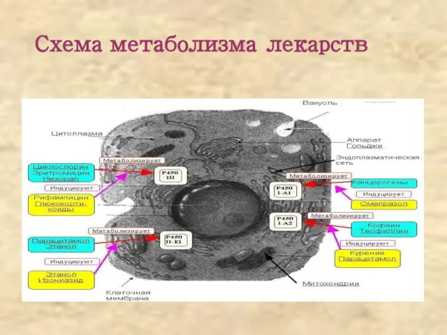 Схема метаболизма лекарств