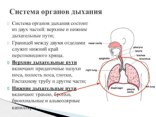 Система органов дыхания состоит из двух частей: верхние и нижние дыхательные
