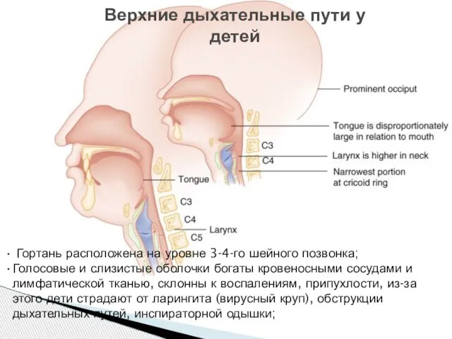 Гортань расположена на уровне 3-4-го шейного позвонка; Голосовые и слизистые оболочки