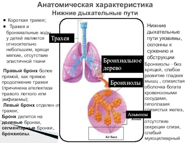 Короткая трахея; Трахея и бронхиальные ходы у детей является относительно небольшим,