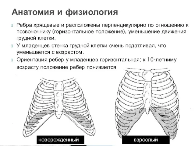 Ребра хрящевые и расположены перпендикулярно по отношению к позвоночнику (горизонтальное положение),