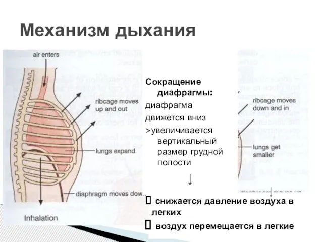 Сокращение наружных межреберных мышц > поднимаются ребра и грудина > увеличивается