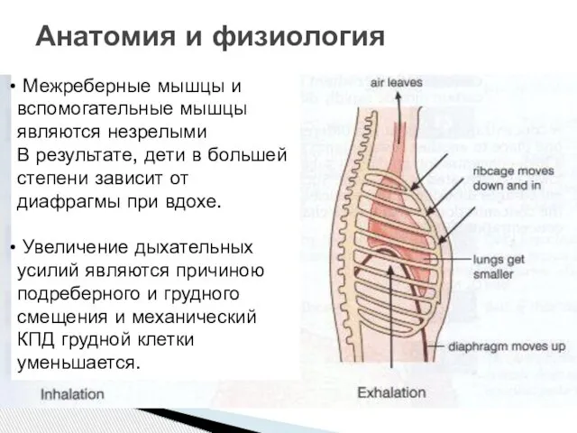 Анатомия и физиология Межреберные мышцы и вспомогательные мышцы являются незрелыми В