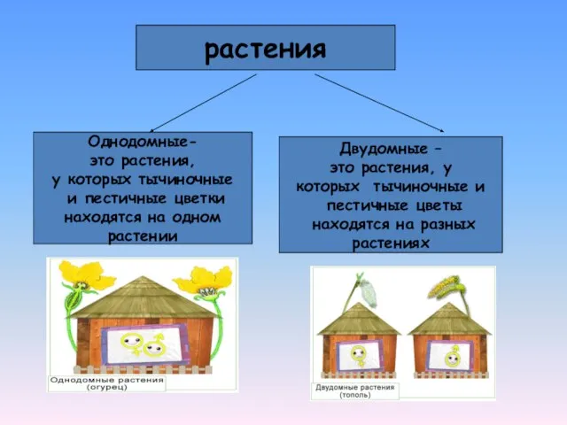 растения Однодомные- это растения, у которых тычиночные и пестичные цветки находятся