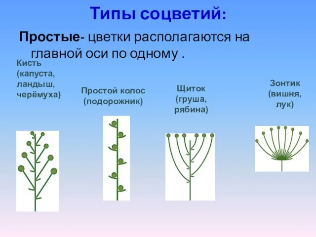 Типы соцветий: Простые- цветки располагаются на главной оси по одному .