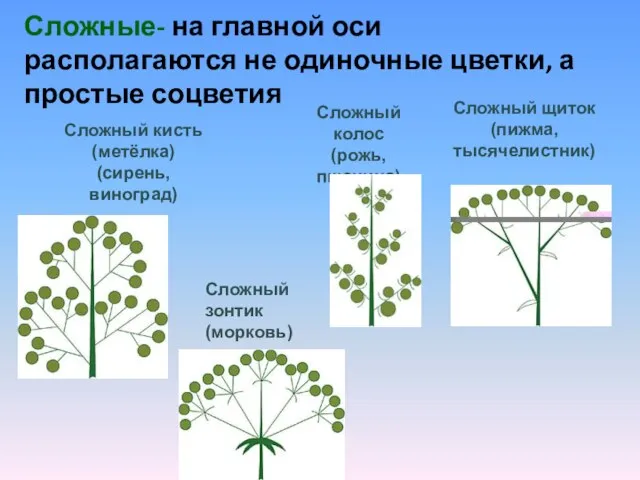 Сложные- на главной оси располагаются не одиночные цветки, а простые соцветия