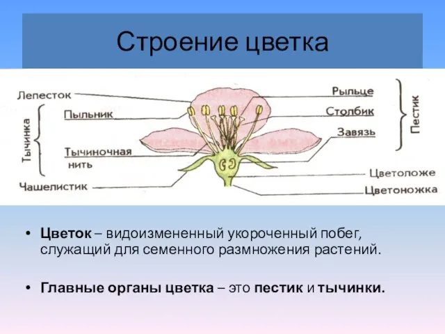 Строение цветка Цветок – видоизмененный укороченный побег, служащий для семенного размножения