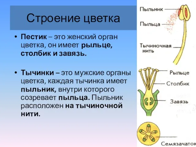 Строение цветка Пестик – это женский орган цветка, он имеет рыльце,